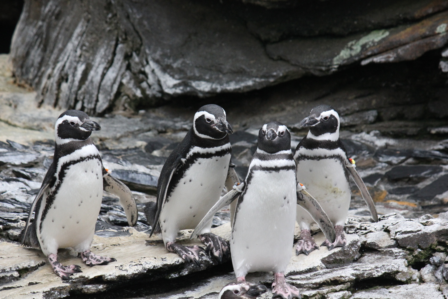 Lisbon Oceanarium